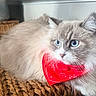Jasper is registered to the contest to win money with this photo: cat, fluffy, blue_eyes, red_bandana, woven_basket, indoor, furniture, countertop, curious, pet, cute, animal, closeup, domestic_cat, whiskers, soft_fur, relaxed, alert, cozy, household