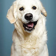 Vodka participe au concours pour gagner de l'argent avec cette photo : dog, golden_retriever, pet, animal, portrait, studio, fluffy, cream_coat, happy, smiling, open_mouth, black_nose, brown_eyes, sitting, centered, blue_background, indoor, photography, close_up, friendly