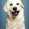 dog, golden_retriever, pet, animal, portrait, studio, fluffy, cream_coat, happy, smiling, open_mouth, black_nose, brown_eyes, sitting, centered, blue_background, indoor, photography, close_up, friendly