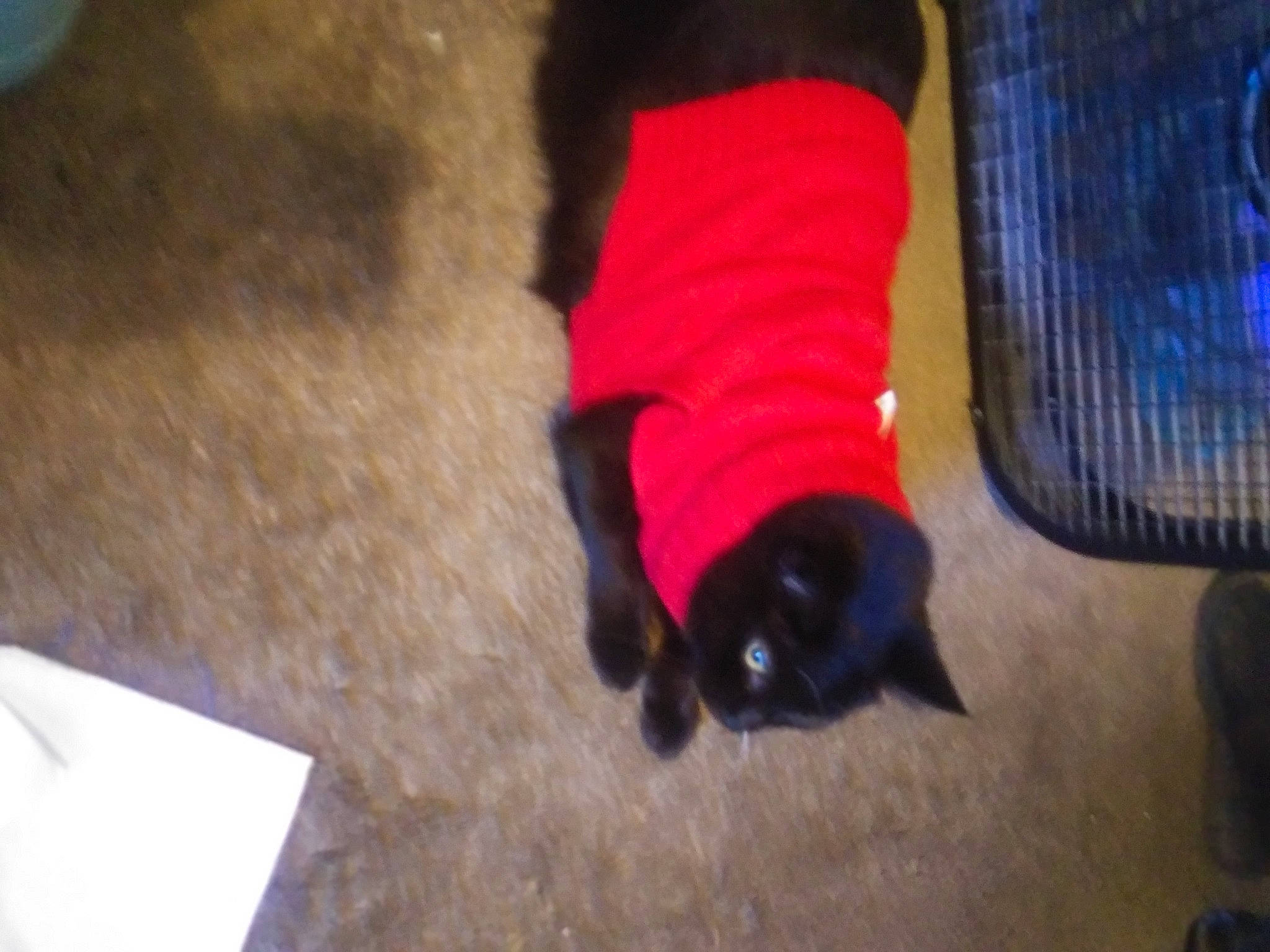 Tisha joined the competition — help win amazing prizes! black_cat, bombay, carmine, carnivore, cat, felidae, fur, small_to_medium_sized_cats, sock, tail, velvet, vertebrate