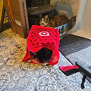 Tisha is registered to the contest to win money with this photo: black_cat, cardboard_box, carpet, cat, cat_furniture, cat_toy, cozy, curious, curtain, feline, floor, hiding, home, indoor, pattern, pet, playful, reusable_bag, shopping_bag, tabby_cat