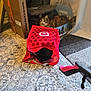 black_cat, cardboard_box, carpet, cat, cat_furniture, cat_toy, cozy, curious, curtain, feline, floor, hiding, home, indoor, pattern, pet, playful, reusable_bag, shopping_bag, tabby_cat