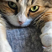 Tomacy is registered to the contest to win money with this photo: animal, cat, close_up, cute, face, feline, focus, fur, green_eyes, indoor, mammal, paws, pet, portrait, relaxed, resting, soft_surface, tabby, texture, whiskers