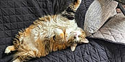 Tomacy is registered to the contest to win money with this photo: black_blanket, brown_fur, cat, cozy, fluffy, furniture, green_eyes, indoor, long_hair, lying_down, orange_fur, pet, pillow, quilted_blanket, raised_paw, relaxed, resting, tabby, whiskers, white_fur