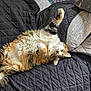 black_blanket, brown_fur, cat, cozy, fluffy, furniture, green_eyes, indoor, long_hair, lying_down, orange_fur, pet, pillow, quilted_blanket, raised_paw, relaxed, resting, tabby, whiskers, white_fur