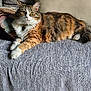 animal, bell, blanket, cat, closeup, collar, couch, cozy, domestic_animal, feline, fluffy, fur, green_eyes, indoor, living_room, pet, pillow, relaxed, resting, tabby