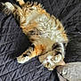 animal, black_fur, cat, cozy, cute, feline, fluffy, fur, indoor, lying_down, orange_fur, paw, pet, quilted_blanket, relaxed, resting, sleepy, tabby, whiskers, white_fur