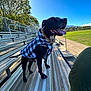 Akanahe joined the competition — help win amazing prizes! animal, black_dog, bleachers, clothing, daytime, dog, field, grass, happy, jacket, leash, metal, outdoor, park, pet, sky, sun, sunlight, tongue_out, trees