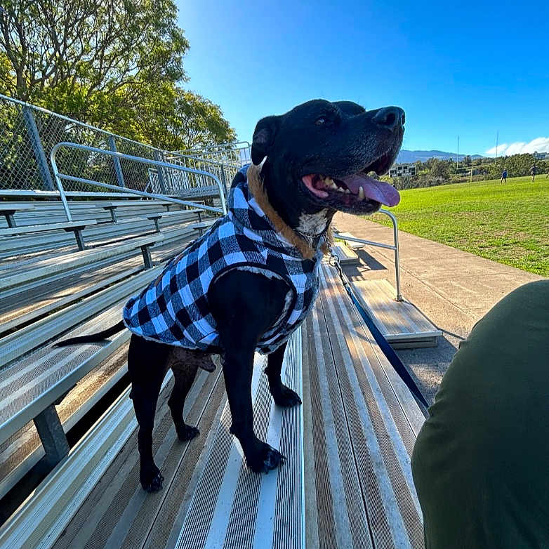 Akanahe joined the competition — help win amazing prizes! animal, black_dog, bleachers, clothing, daytime, dog, field, grass, happy, jacket, leash, metal, outdoor, park, pet, sky, sun, sunlight, tongue_out, trees