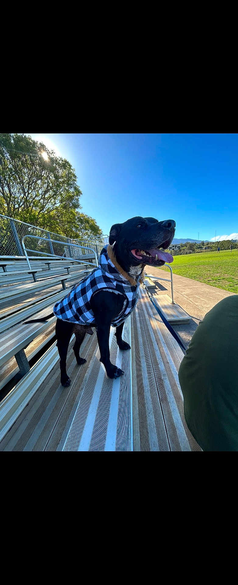 Akanahe joined the competition — help win amazing prizes! animal, black_dog, bleachers, clothing, daytime, dog, field, grass, happy, jacket, leash, metal, outdoor, park, pet, sky, sun, sunlight, tongue_out, trees