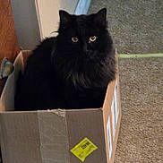 Inky joined the competition — help win amazing prizes! cat, black_cat, cardboard_box, carpet, indoor, pet, feline, yellow_eyes, curious, fluffy, door, wall, tape, sticker, floor, domestic_animal, box, animal, home, cute