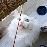 Aska a rejoint le concours — aidez-le/la à gagner de superbes lots ! cat, white_cat, heterochromia, blue_eye, green_eye, fluffy_fur, pet, curious, stick, indoor, wooden_floor, water_bowl, whiskers, closeup, animal, feline, cute, playful, domestic_cat, house_pet