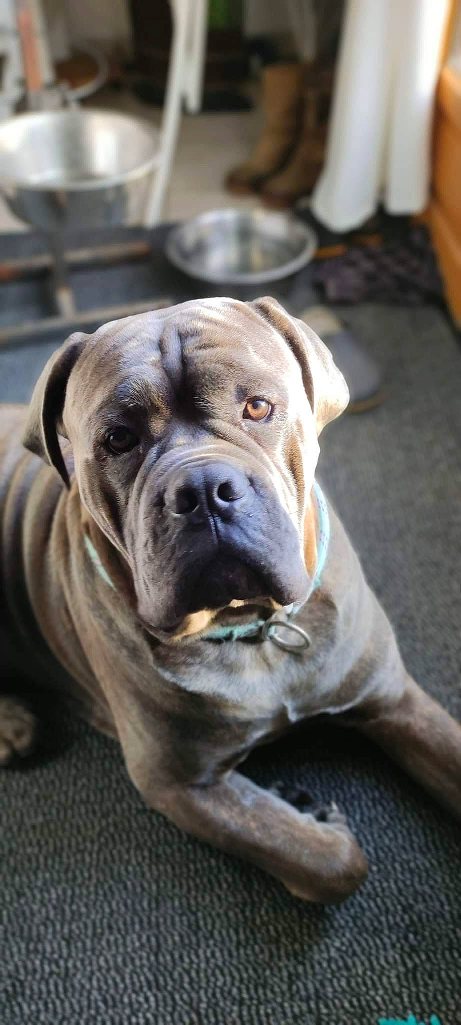Pasha a rejoint le concours — aidez-le/la à gagner de superbes lots ! canidae, carnivore, collar, companion_dog, dog, dog_breed, dog_collar, fawn, guard_dog, liver, molosser, neapolitan_mastiff, snout, sporting_group, terrestrial_animal, whiskers, wood, working_animal, working_dog, wrinkle