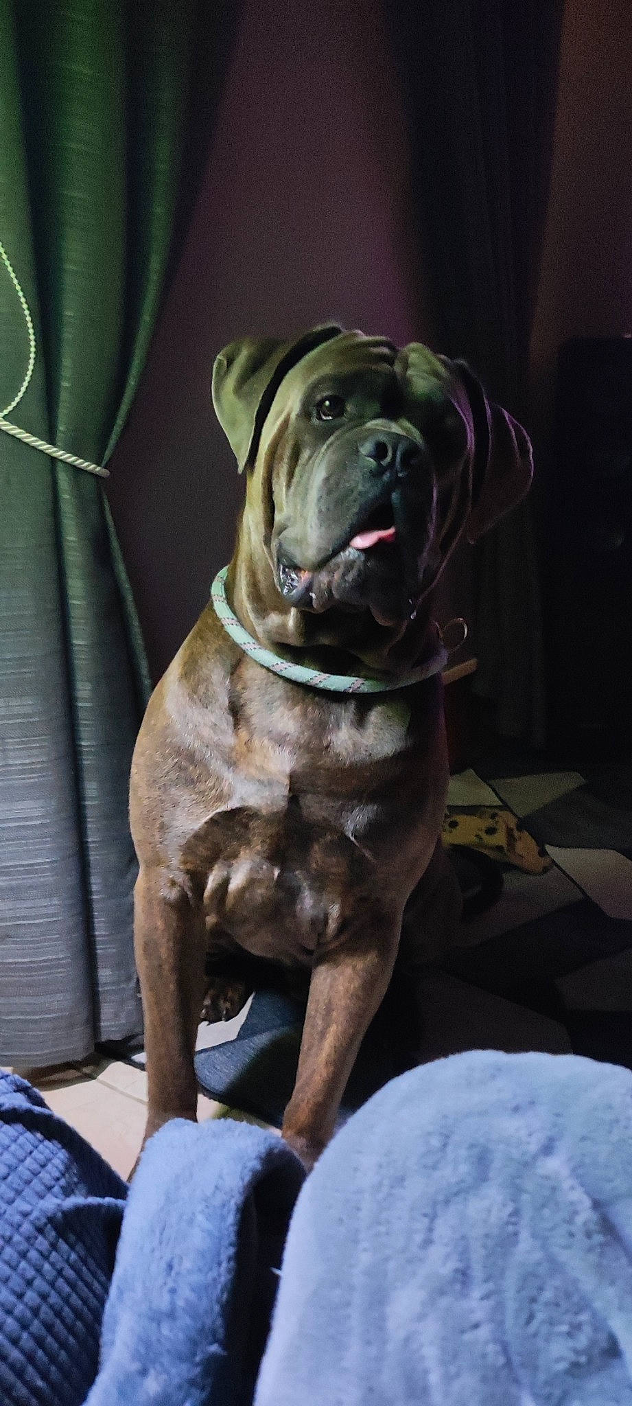 Pasha a rejoint le concours — aidez-le/la à gagner de superbes lots ! ancient_dog_breeds, canidae, carnivore, collar, companion_dog, dog, dog_breed, dog_collar, fawn, liver, molosser, non_sporting_group, snout, sporting_group, terrestrial_animal, whiskers, working_animal, working_dog, wrinkle