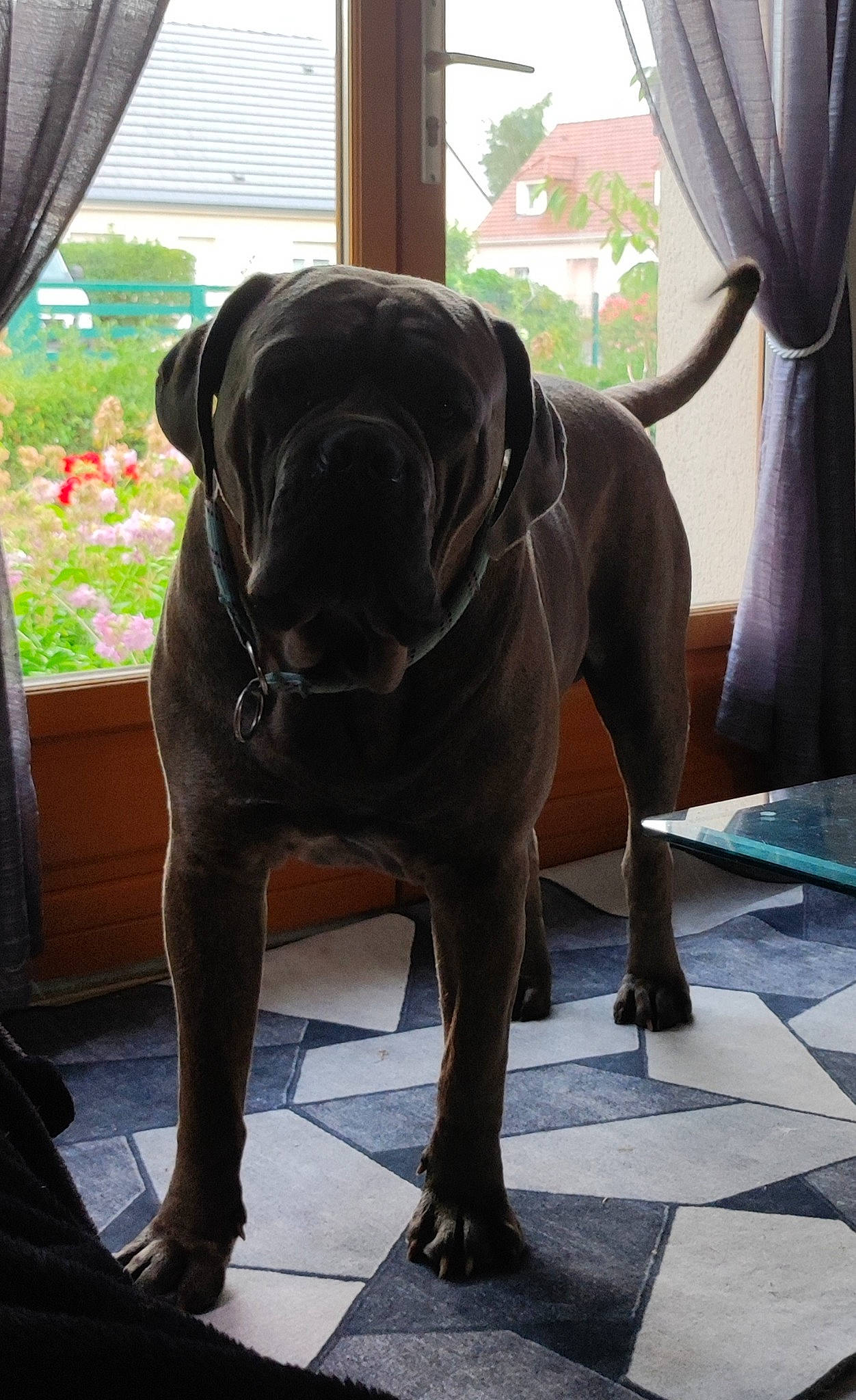 Pasha participe au concours pour gagner de l'argent avec cette photo : canidae, carnivore, comfort, companion_dog, curtain, dog, dog_breed, dog_collar, fawn, flooring, guard_dog, liver, molosser, non_sporting_group, plant, shade, sporting_group, tints_and_shades, window, working_animal