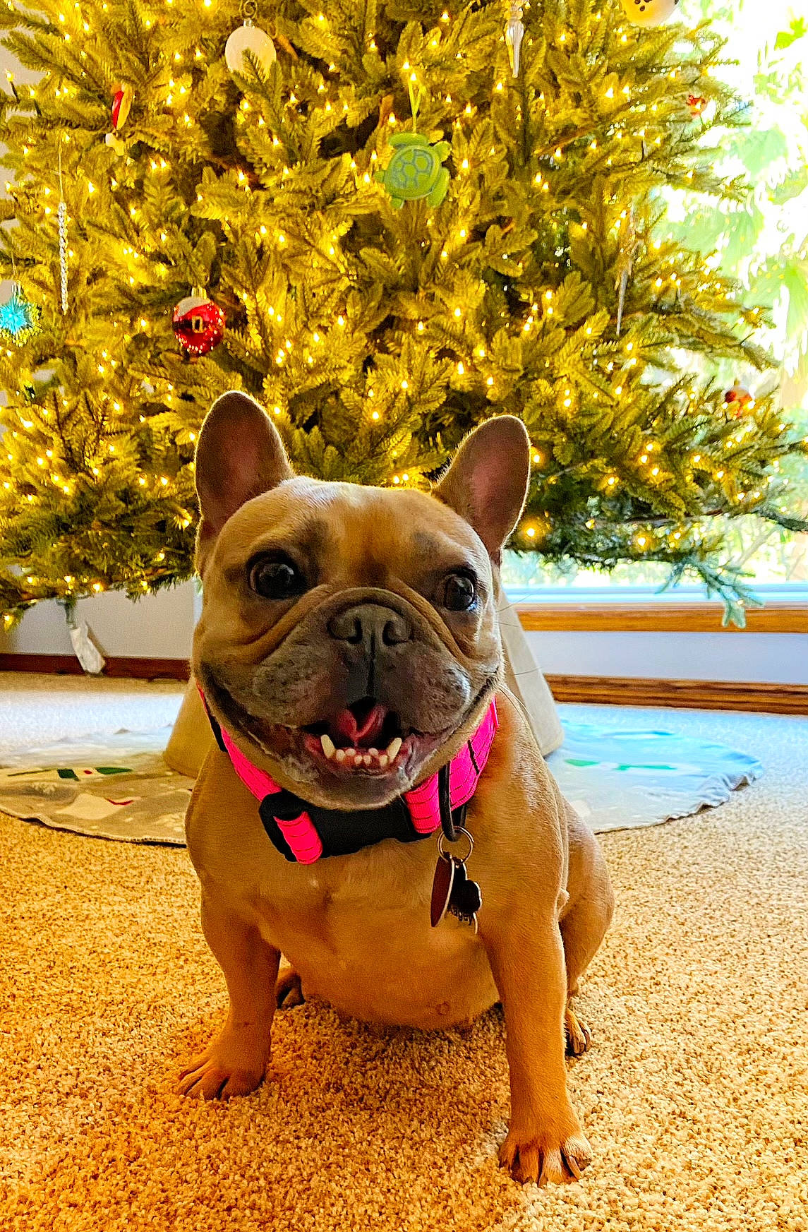 Molly is registered to the contest to win money with this photo: bulldog, canidae, carnivore, companion_dog, dog, dog_breed, fawn, flower, french_bulldog, grass, plant, snout, sporting_group, terrestrial_animal, toy_dog, tree, whiskers, working_animal, wrinkle, yellow