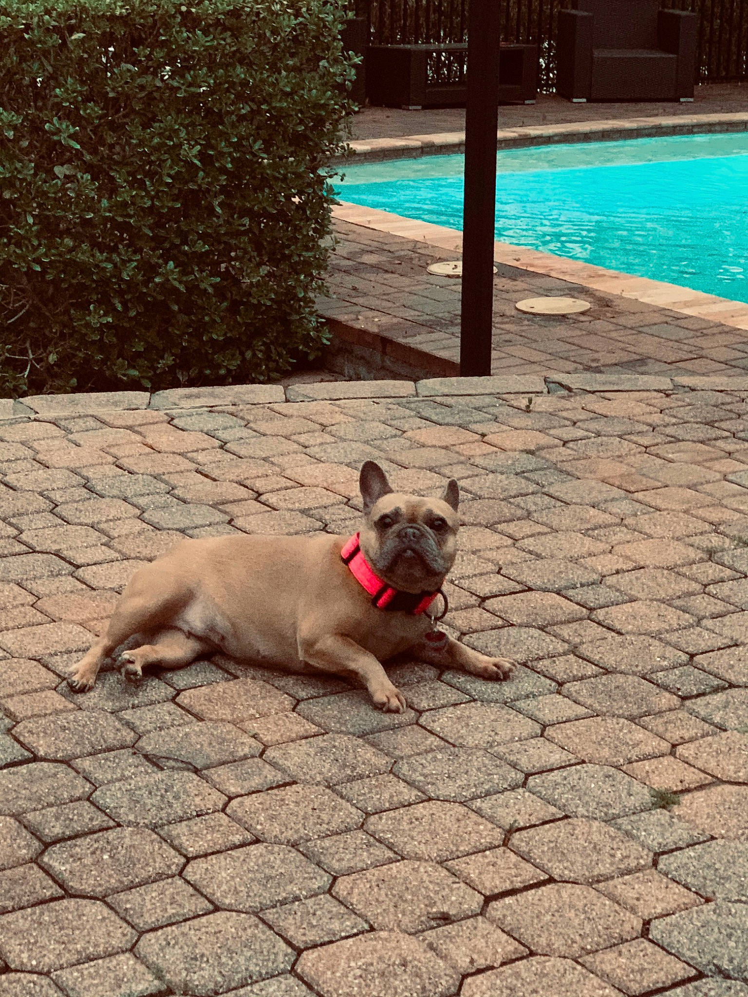 Molly is registered to the contest to win money with this photo: asphalt, carnivore, collar, companion_dog, dog, dog_breed, fawn, floor, flooring, grass, line, morning, plant, public_space, road_surface, sidewalk, snout, swimming_pool, tints_and_shades, water