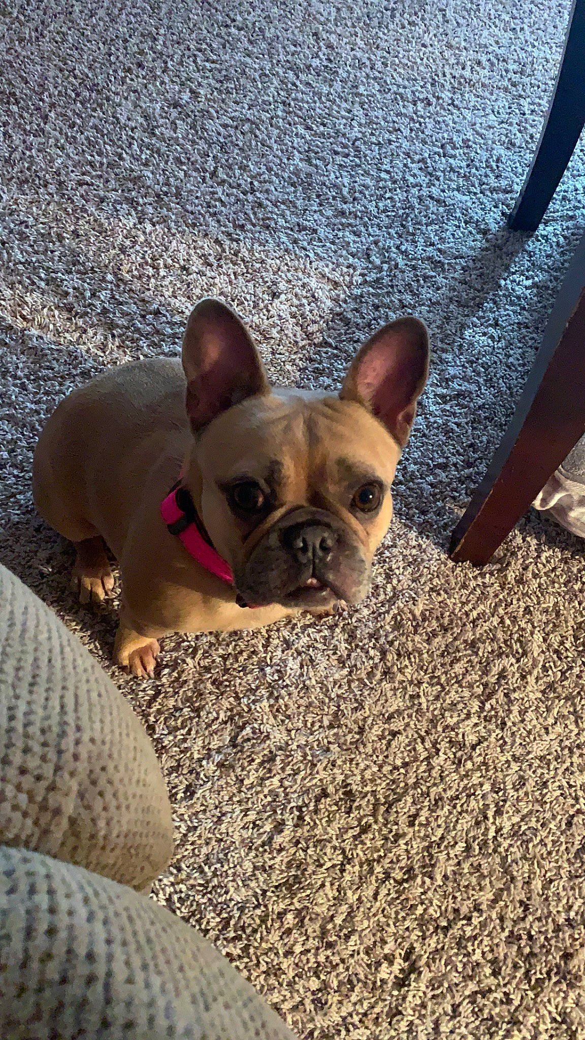 Molly joined the competition — help win amazing prizes! brown, bulldog, canidae, carnivore, comfort, companion_dog, dog, dog_breed, ear, eye, fawn, french_bulldog, grass, snout, sporting_group, terrestrial_animal, toy_dog, whiskers, working_animal, wrinkle