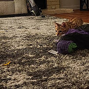 Manchas is registered to the contest to win money with this photo: animal, brown, carpet, cat, couch, cozy, curious, feline, fireplace, furniture, home, indoor, kitten, living_room, pet, resting, rug, spotted, wood_floor, young_cat