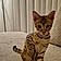 Manchas