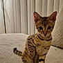 Manchas is registered to the contest to win money with this photo: kitten, cat, pet, indoor, couch, furniture, curious, spotted, tabby, young, animal, paw, sitting, closeup, vertical_blinds, cozy, domestic, cute, feline, soft_lighting