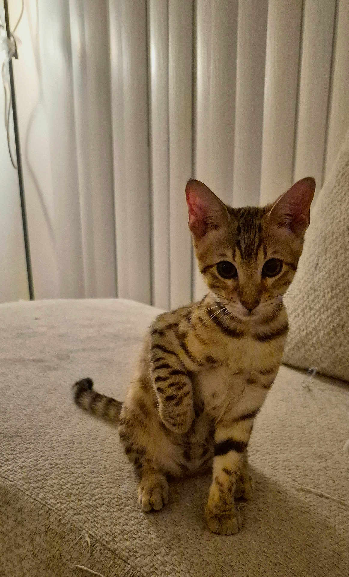 Manchas is registered to the contest to win money with this photo: kitten, cat, pet, indoor, couch, furniture, curious, spotted, tabby, young, animal, paw, sitting, closeup, vertical_blinds, cozy, domestic, cute, feline, soft_lighting