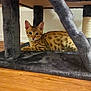 Manchas joined the competition — help win amazing prizes! cat, kitten, spotted_cat, cat_tree, plush, furniture, wooden_floor, indoor, pet, animal, curious, relaxed, ears, whiskers, paws, fur, play_structure, home, cozy, looking