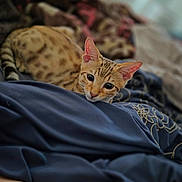 Manchas joined the competition — help win amazing prizes! cat, animal, pet, bed, blanket, fur, ears, eyes, resting, indoor, cozy, feline, cute, curious, tabby, spots, soft, comfort, closeup, relaxing