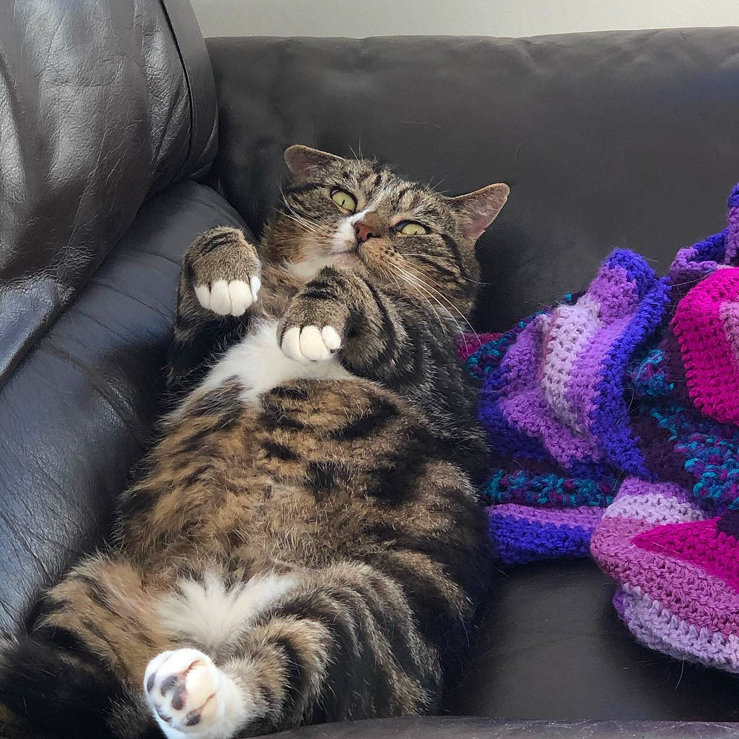 Derek joined the competition — help win amazing prizes! carnivore, cat, claw, comfort, couch, domestic_short_haired_cat, felidae, fur, grey, magenta, nap, pattern, paw, sleep, small_to_medium_sized_cats, tail, whiskers