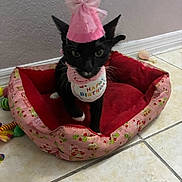 Jinx is registered to the contest to win money with this photo: baseboard, birthday, birthday_bib, black_cat, bow, cat, celebration, cute, indoor, kitten, looking_at_camera, party_hat, paw, pet, pet_bed, pink, sitting, tiled_floor, toy, wall