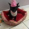 baseboard, birthday, birthday_bib, black_cat, bow, cat, celebration, cute, indoor, kitten, looking_at_camera, party_hat, paw, pet, pet_bed, pink, sitting, tiled_floor, toy, wall
