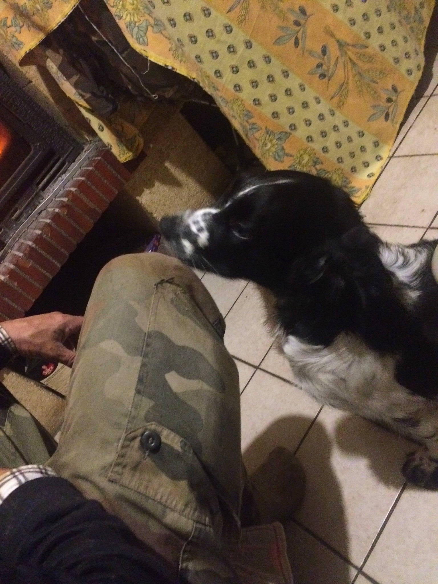 Prince a rejoint le concours — aidez-le/la à gagner de superbes lots ! border_collie, canidae, carnivore, companion_dog, dog, dog_breed, english_springer_spaniel, pointer, spaniel, sporting_group