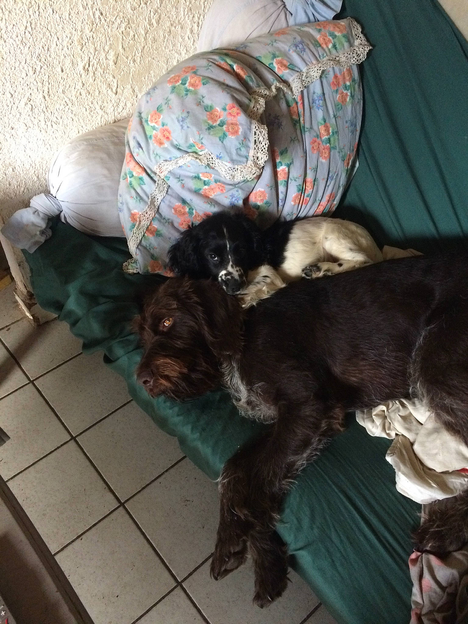 Prince a rejoint le concours — aidez-le/la à gagner de superbes lots ! american_cocker_spaniel, canidae, carnivore, dog, dog_breed, english_cocker_spaniel, labradoodle, non_sporting_group, puppy, spaniel, sporting_group