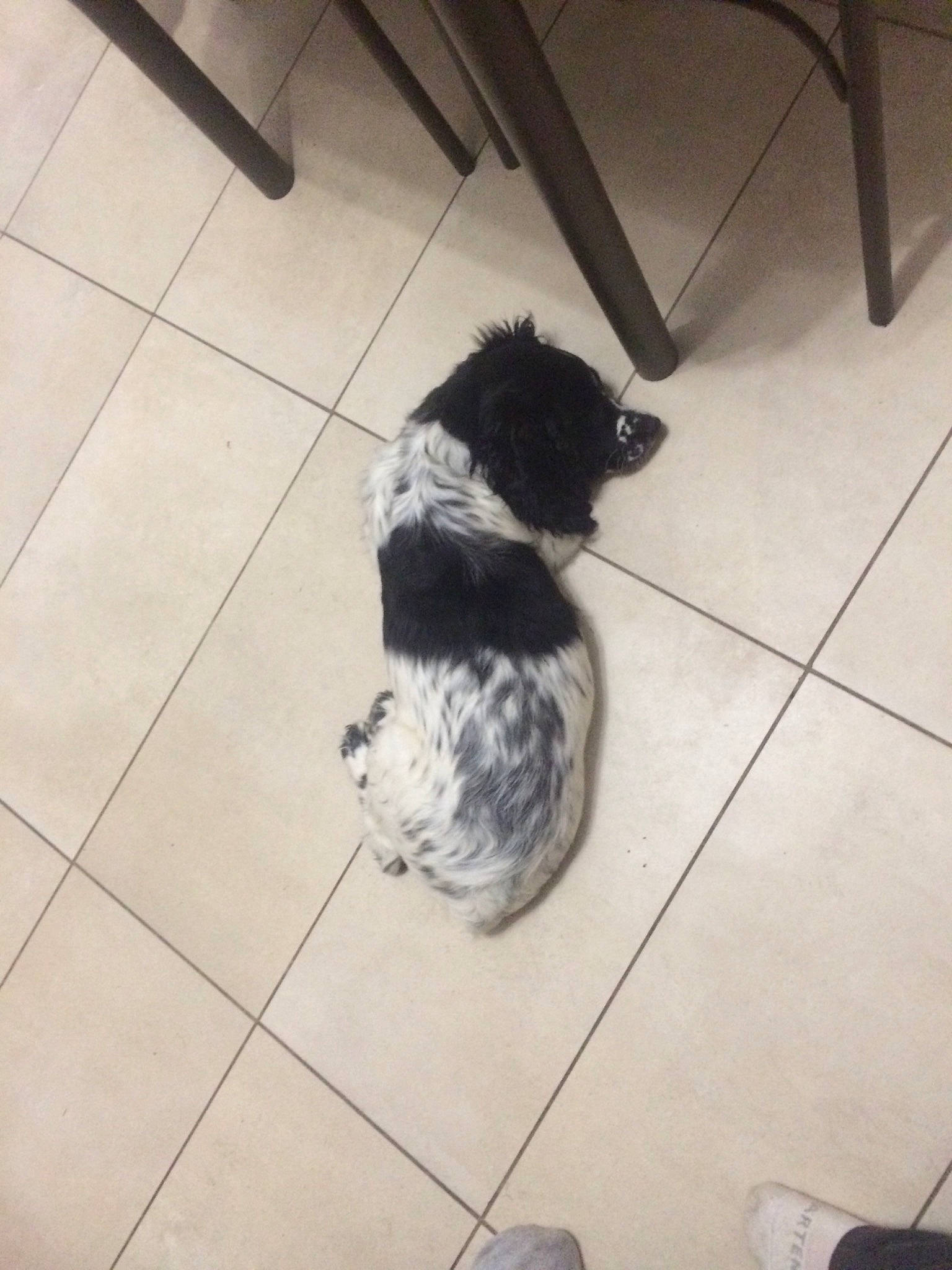 Prince a rejoint le concours — aidez-le/la à gagner de superbes lots ! canidae, carnivore, cockapoo, companion_dog, dog, dog_breed, floor, havanese, lagotto_romagnolo, landseer, lhasa_apso, mammal, non_sporting_group, puppy, schapendoes, shih_tzu, sporting_group, tile, toy_dog, toy_poodle