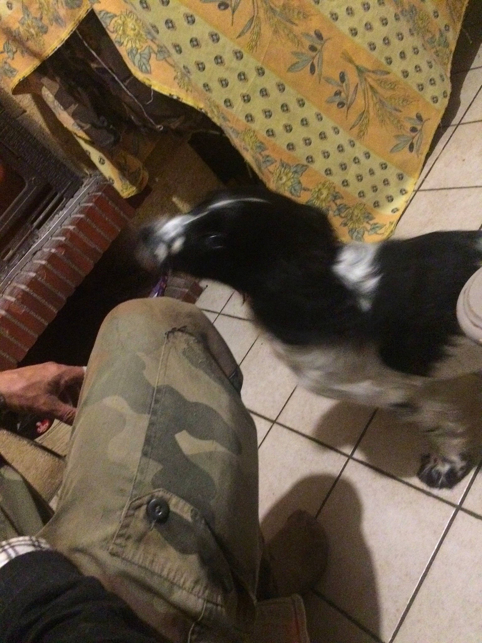 Prince a rejoint le concours — aidez-le/la à gagner de superbes lots ! canidae, carnivore, dog_breed, floor, flooring, leg, sporting_group