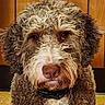 Brock is registered to the contest to win money with this photo: dog, curly_fur, shaggy_fur, brown_fur, white_fur, portrait, close_up, face, eyes, nose, muzzle, beard, collar, leash, indoors, wooden_background, warm_lighting, centered_composition, pet, funny_expression