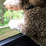 Brock is registered to the contest to win money with this photo: dog, curly_fur, fluffy, brown_and_white, pet, animal, car, vehicle, window, forest, outdoor, travel, road_trip, profile, nose, ear, paw, collar, sitting, scenic