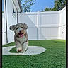 dog, pet, fluffy, gray_dog, happy, tongue_out, outdoors, backyard, artificial_grass, white_fence, blue_sky, sunny, portrait, walking, standing, playful, companion_animal, garden, house, daylight