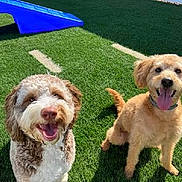 Brock is registered to the contest to win money with this photo: dogs, canine, pets, animal, two_dogs, fluffy, curly_coat, golden_dog, scruffy, smiling, open_mouth, tongue, outdoor, grass, lawn, sunlight, blue_chair, portrait, sitting, happy
