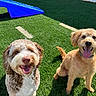 dogs, canine, pets, animal, two_dogs, fluffy, curly_coat, golden_dog, scruffy, smiling, open_mouth, tongue, outdoor, grass, lawn, sunlight, blue_chair, portrait, sitting, happy