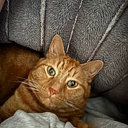 Leo a rejoint le concours — aidez-le/la à gagner de superbes lots ! cat, orange_tabby, feline, pet, animal, close_up, portrait, green_eyes, whiskers, striped_fur, ginger, relaxed, lying_down, blanket, couch, indoor, cozy, soft_fabric, photography, headshot