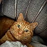 cat, orange_tabby, feline, pet, animal, close_up, portrait, green_eyes, whiskers, striped_fur, ginger, relaxed, lying_down, blanket, couch, indoor, cozy, soft_fabric, photography, headshot