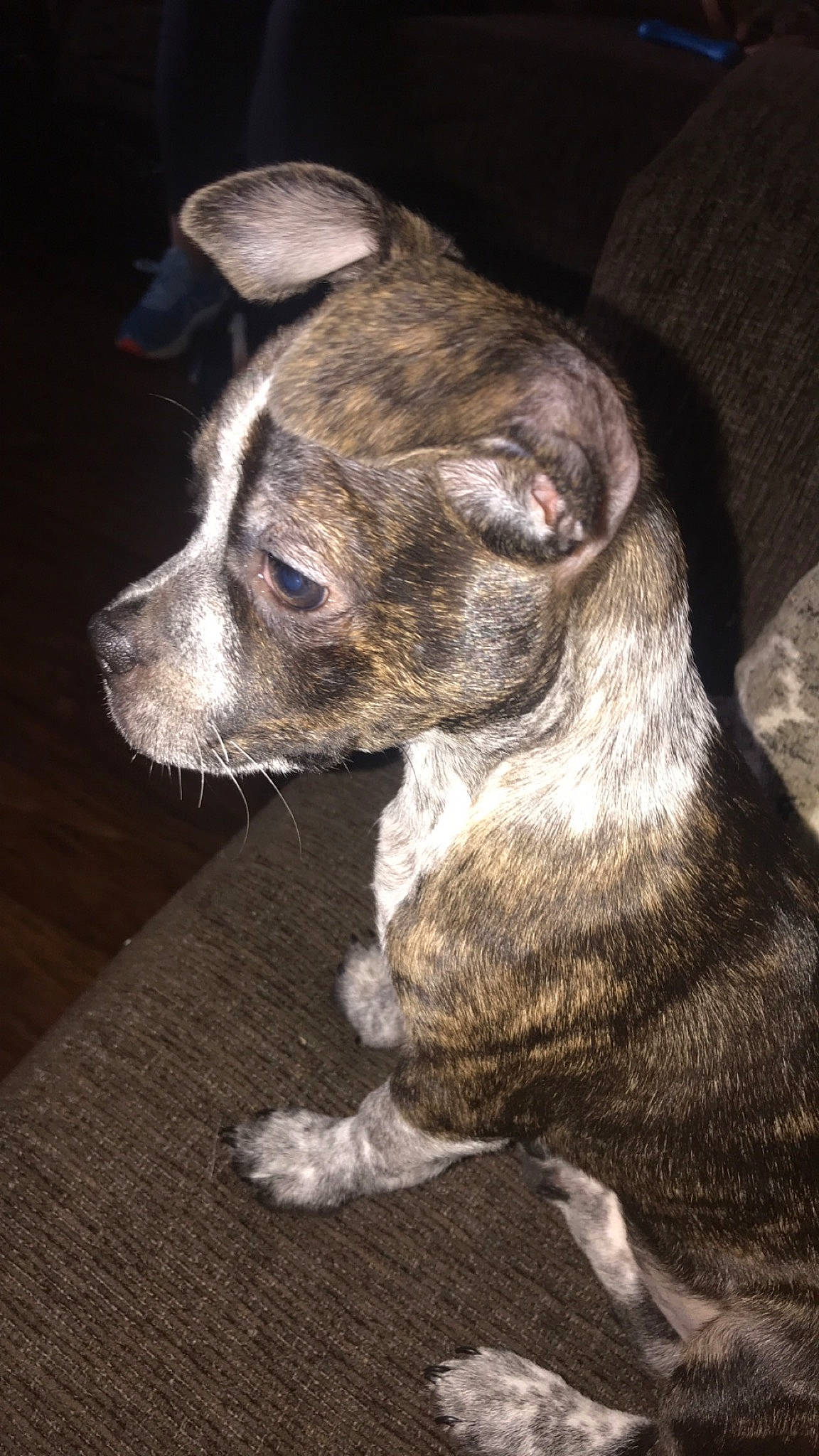 Jersey is registered to the contest to win money with this photo: boston_terrier, canidae, carnivore, collar, companion_dog, dog, dog_breed, dog_collar, ear, fawn, fur, non_sporting_group, puppy, snout, sporting_group, tail, terrestrial_animal, whiskers, working_animal, wrinkle