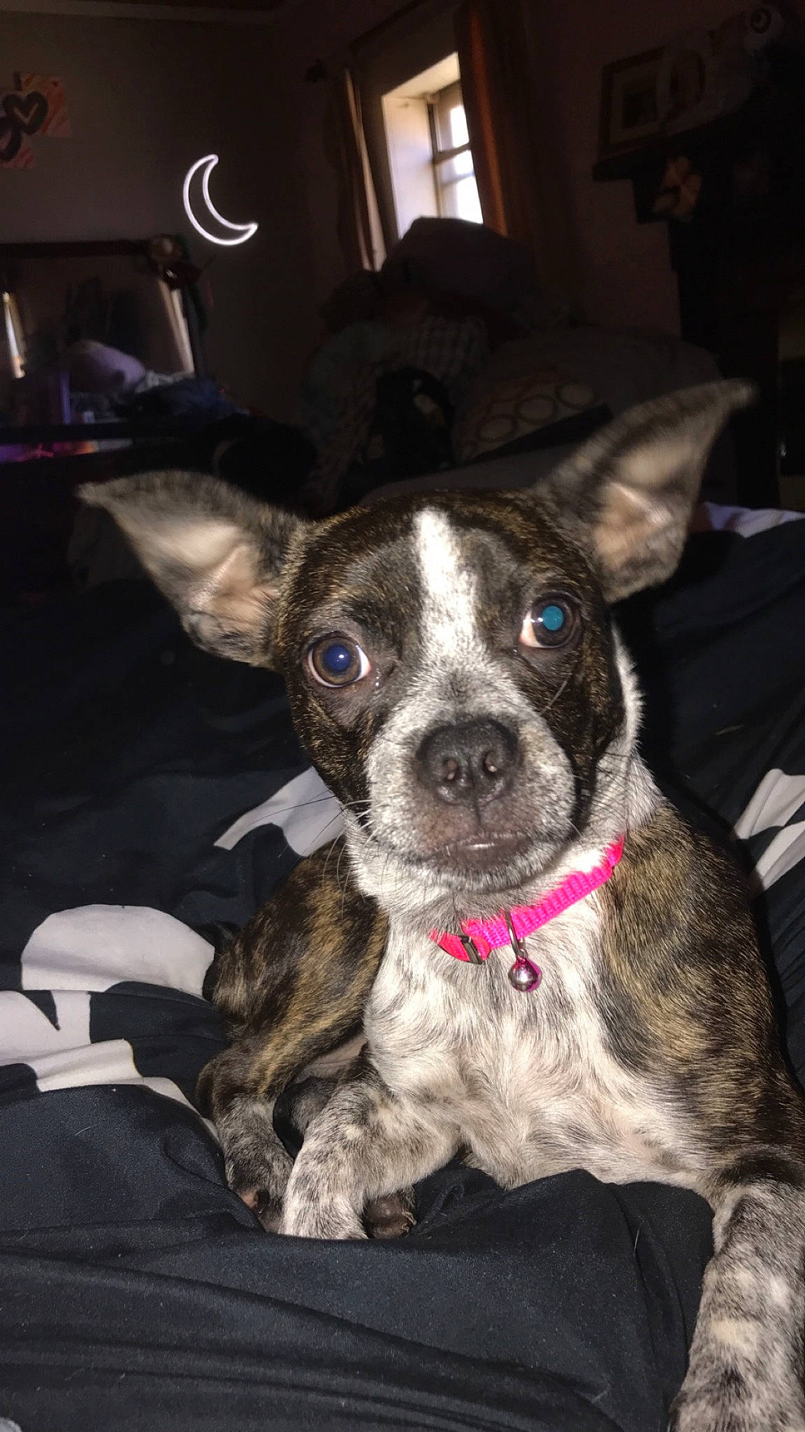 Jersey joined the competition — help win amazing prizes! canidae, carnivore, collar, companion_dog, dog, dog_breed, ear, fawn, fur, non_sporting_group, snout, sporting_group, terrestrial_animal, toy_dog, whiskers, working_animal