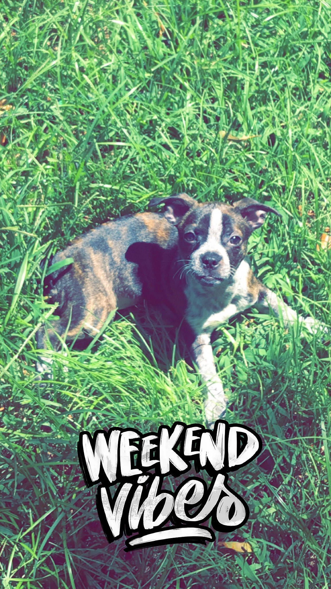 Jersey joined the competition — help win amazing prizes! canidae, carnivore, companion_dog, dog, dog_breed, font, grass, grassland, groundcover, herding_dog, logo, plant, poster, snout, soil, sporting_group, tail, terrestrial_animal, working_animal, working_dog