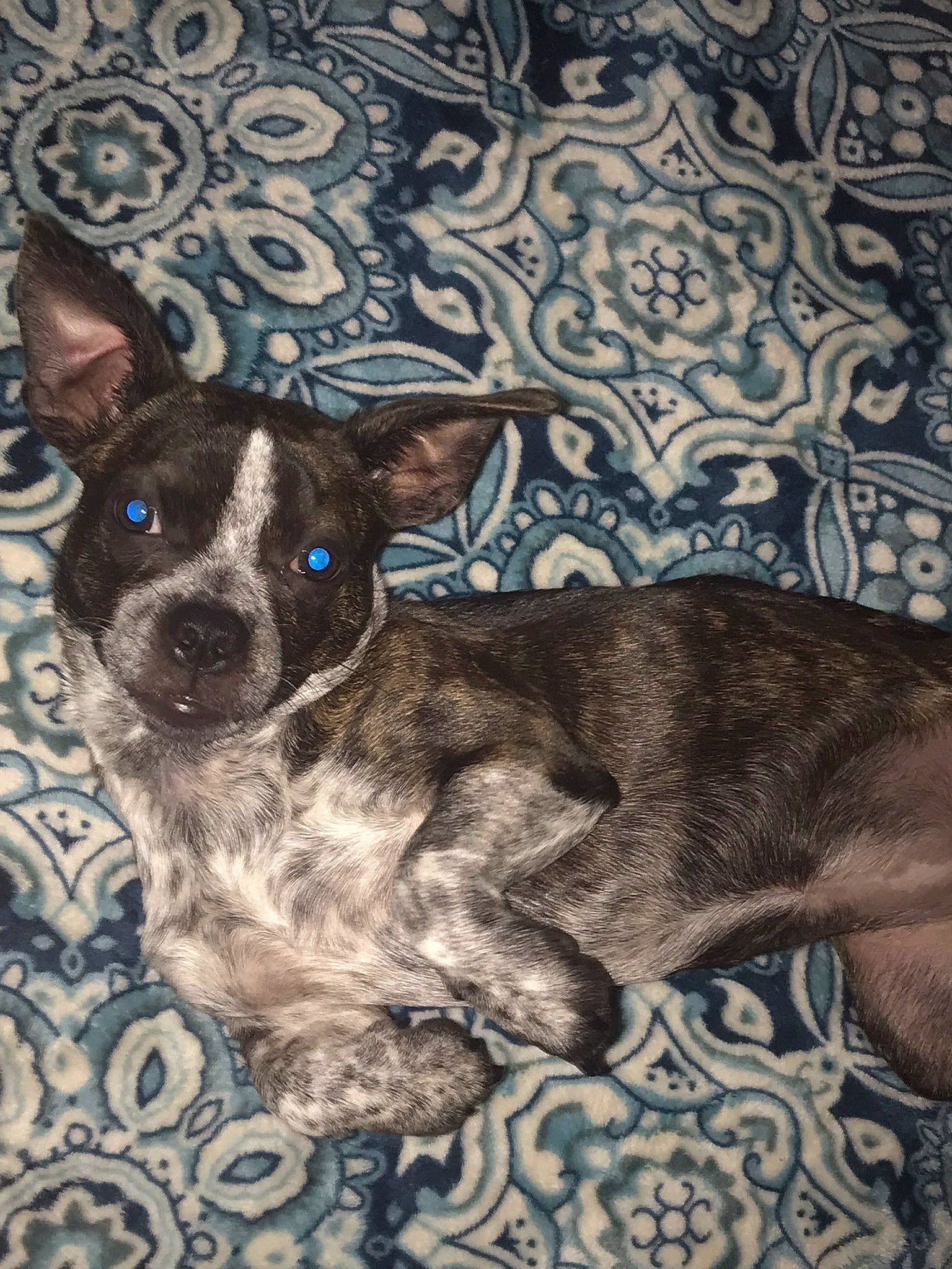 Jersey joined the competition — help win amazing prizes! art, canidae, carnivore, companion_dog, couch, dog, dog_breed, fawn, fur, non_sporting_group, painting, pattern, rug, snout, sporting_group, terrestrial_animal, toy_dog, visual_arts, whiskers, working_animal