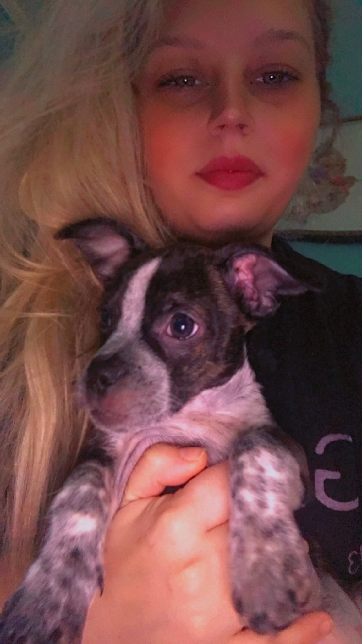 Jersey is registered to the contest to win money with this photo: canidae, carnivore, companion_dog, dog, dog_breed, ear, eye, eyelash, fawn, fur, happy, nose, organ, pink, skin, snout, sporting_group, toy_dog, whiskers, working_animal