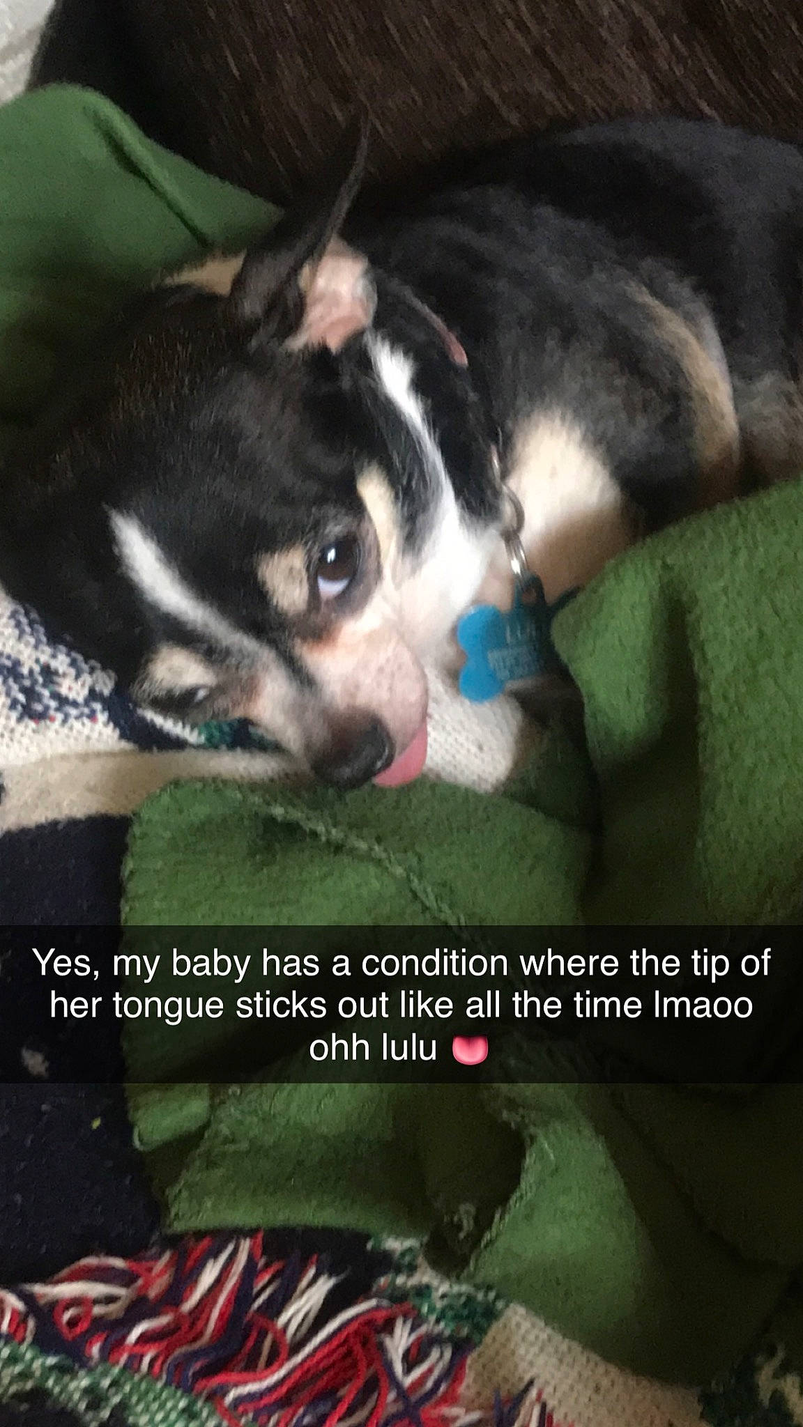 Lulu is registered to the contest to win money with this photo: boston_terrier, canidae, carnivore, comfort, companion_dog, dog, dog_breed, felidae, font, fur, grass, non_sporting_group, paw, photo_caption, snout, sporting_group, tail, toy_dog, whiskers, working_animal