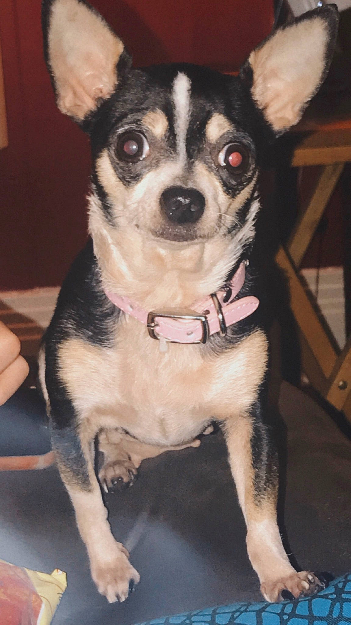 Lulu is registered to the contest to win money with this photo: canidae, carnivore, chihuahua, collar, companion_dog, corgi_chihuahua, dog, dog_breed, dog_collar, dog_supply, fashion_accessory, fawn, fur, leash, non_sporting_group, snout, sporting_group, toy_dog, whiskers, working_animal