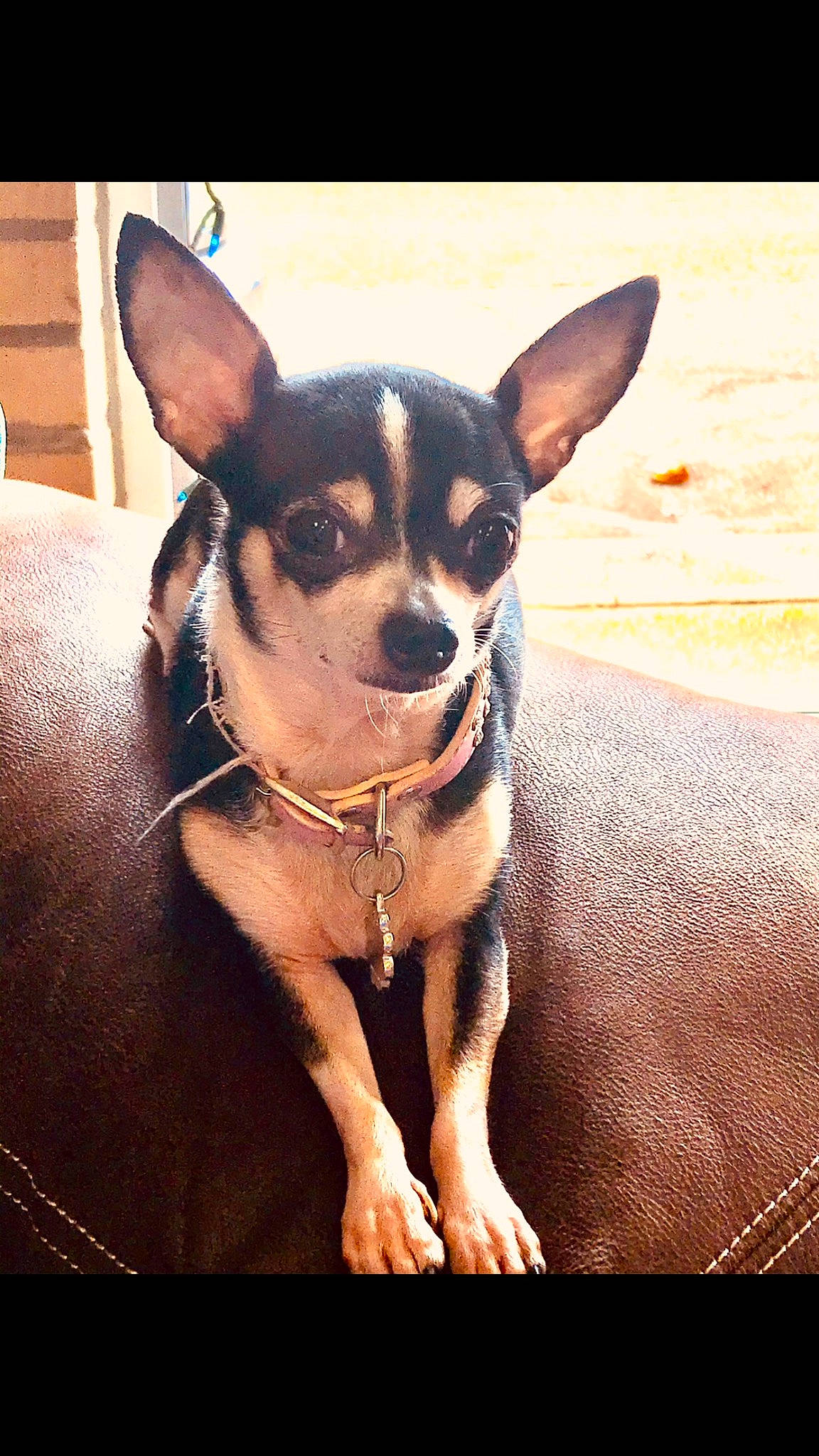 Lulu is registered to the contest to win money with this photo: canidae, carnivore, chihuahua, collar, comfort, companion_dog, corgi_chihuahua, dog, dog_breed, ear, eye, fawn, fur, russkiy_toy, snout, sporting_group, terrestrial_animal, toy_dog, whiskers, working_animal